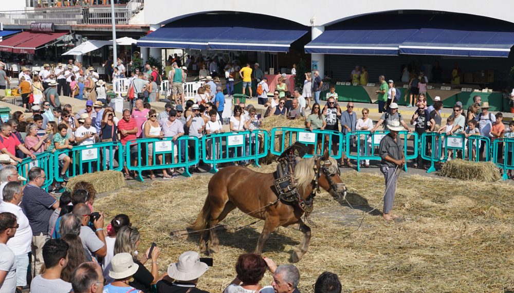 #Fotogaleria: Més de 2.500 persones a Festa de la Sega al port de l’Ampolla