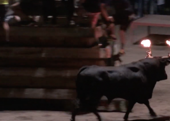 Un veterinari de Xerta impulsa una consulta per suprimir els bous embolats