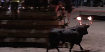 Un veterinari de Xerta impulsa una consulta per suprimir els bous embolats