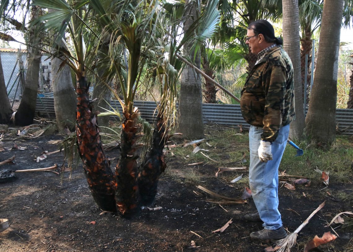 Una finca de l’exalcalde de Camarles, afectada per l’incendi al viver de palmeres