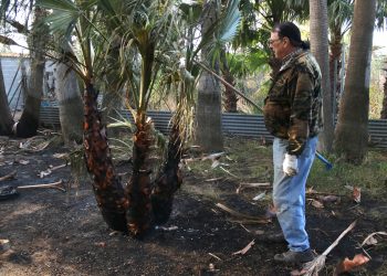 Una finca de l’exalcalde de Camarles, afectada per l’incendi al viver de palmeres