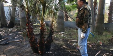 Una finca de l’exalcalde de Camarles, afectada per l’incendi al viver de palmeres