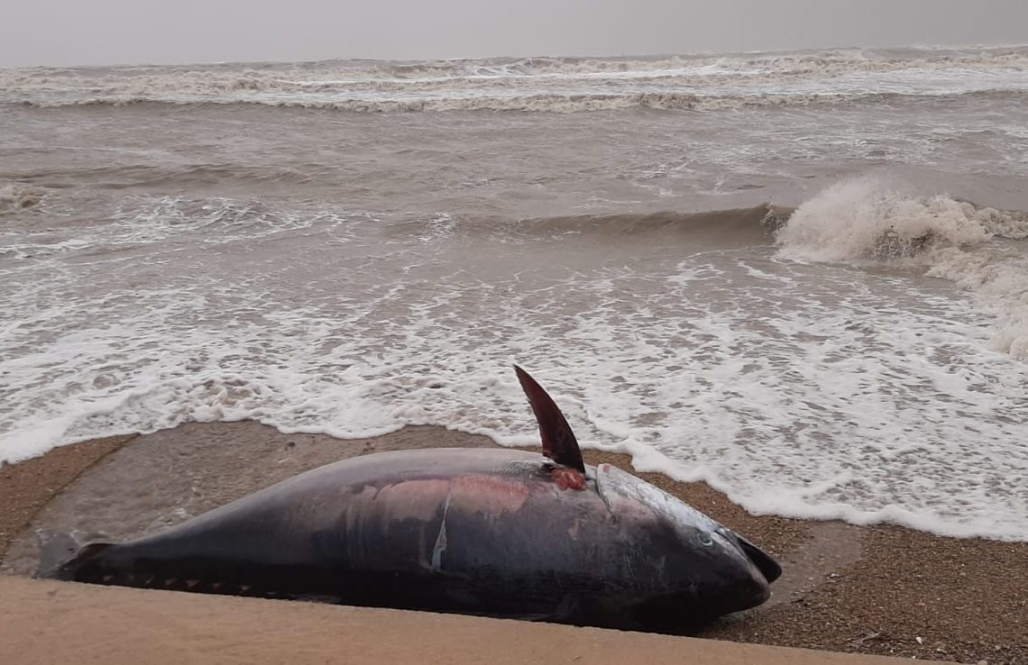 #VÍDEO: el temporal Glòria arrossega una tonyina morta fins a la platja de l’Ampolla