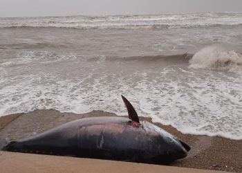 #VÍDEO: el temporal Glòria arrossega una tonyina morta fins a la platja de l’Ampolla