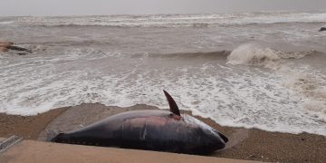 #VÍDEO: el temporal Glòria arrossega una tonyina morta fins a la platja de l’Ampolla