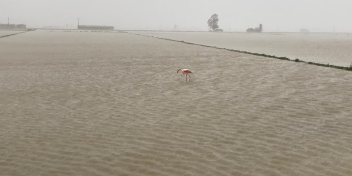 #Fotogaleria: el temporal Glòria agreuja la regressió a la costa de Deltebre