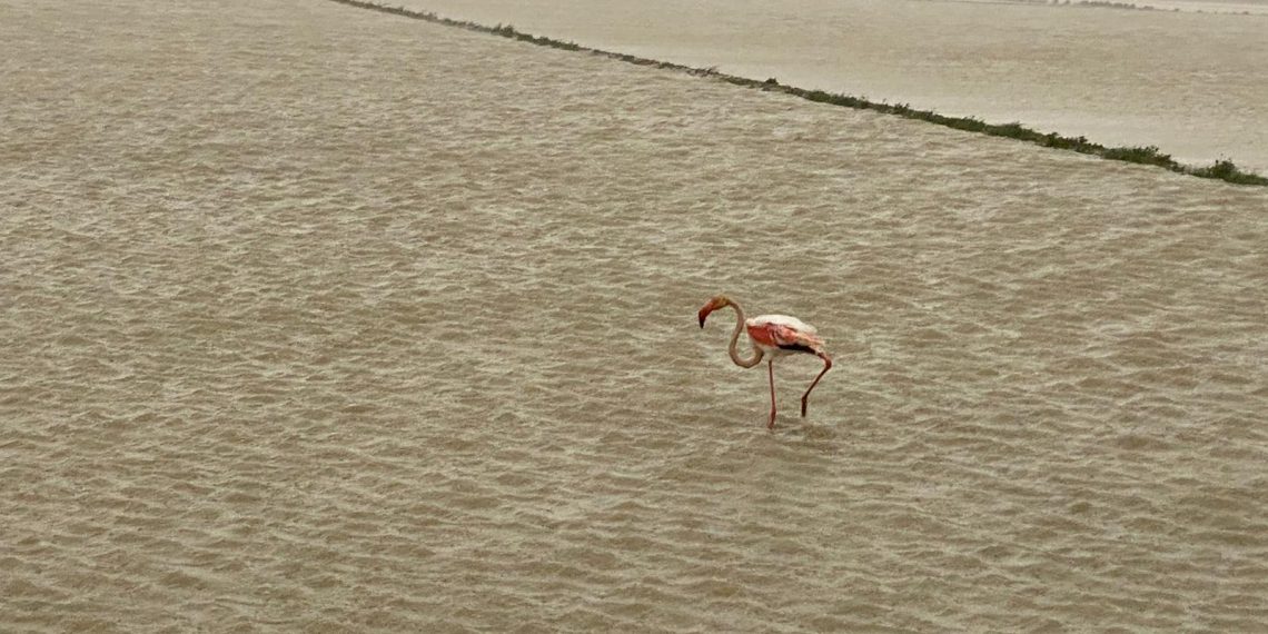 #Fotogaleria: el temporal Glòria agreuja la regressió a la costa de Deltebre