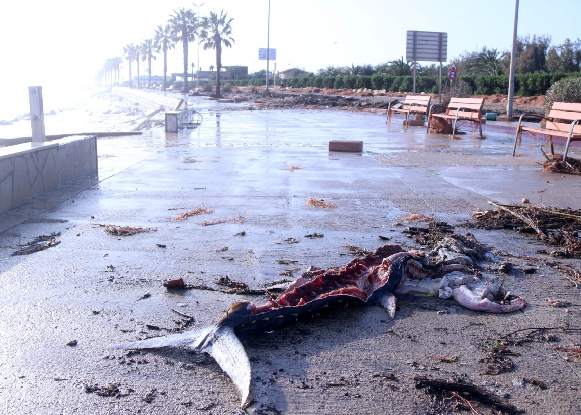 Agricultura investiga l’origen dels centenars de tonyines mortes al Delta
