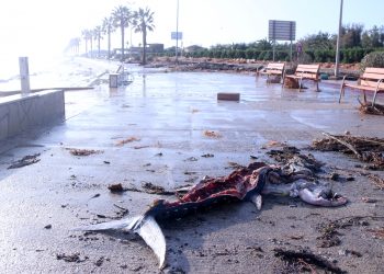 Agricultura investiga l’origen dels centenars de tonyines mortes al Delta