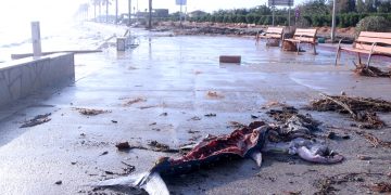 Agricultura investiga l’origen dels centenars de tonyines mortes al Delta