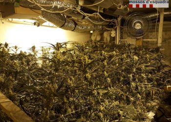 Un tortosí de 64 anys, a presó per conrear marihuana en un xalet de Campredó