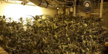 Un tortosí de 64 anys, a presó per conrear marihuana en un xalet de Campredó