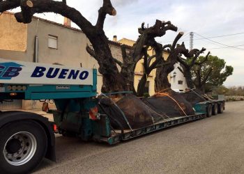 Ecologistes reclamen una llei més ambiciosa per protegir les oliveres monumentals