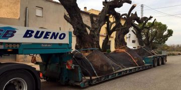 Ecologistes reclamen una llei més ambiciosa per protegir les oliveres monumentals