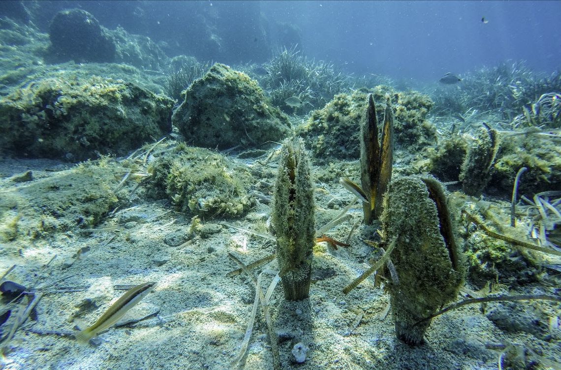 Campanya de micromecenatge per salvar les nacres de la badia dels Alfacs