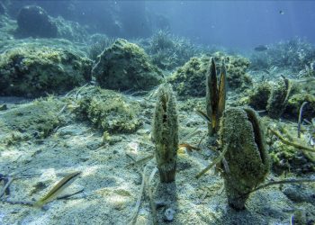 Campanya de micromecenatge per salvar les nacres de la badia dels Alfacs