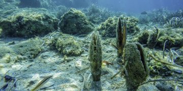 Campanya de micromecenatge per salvar les nacres de la badia dels Alfacs