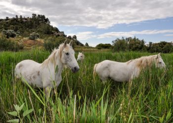 El Grup de Natura Freixe alerta que la reserva de Sebes perilla pel finançament