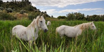 El Grup de Natura Freixe alerta que la reserva de Sebes perilla pel finançament