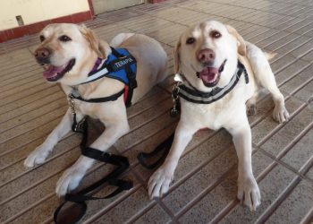 [#REPO] Les teràpies no-farmacològiques en el tractament de l’Alzheimer