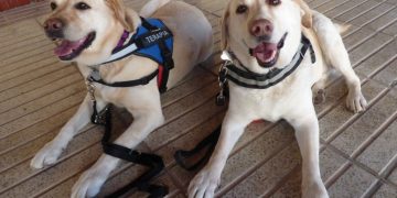 [#REPO] Les teràpies no-farmacològiques en el tractament de l’Alzheimer