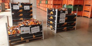 Cítrics Terres de l’Ebre dóna 1.000 quilos de taronges a Creu Roja i Càritas pel covid-19