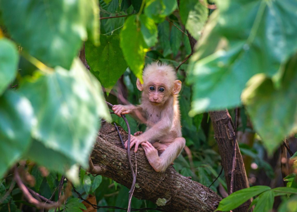 ‘Covid-19, des de les profunditats del bosc’, per Rosa Mas