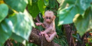 ‘Covid-19, des de les profunditats del bosc’, per Rosa Mas