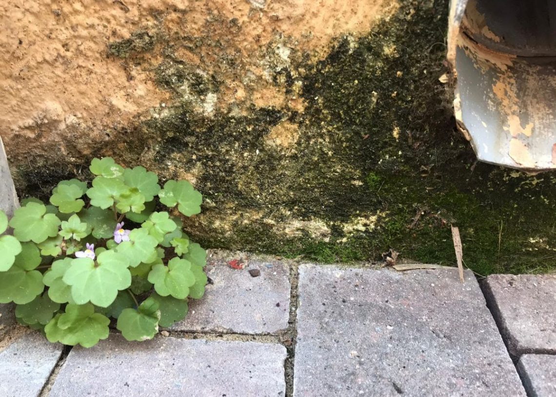 El GEPEC vol que els municipis respecten el ‘rewilding’ després del confinament