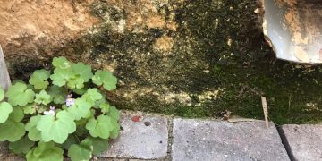 El GEPEC vol que els municipis respecten el ‘rewilding’ després del confinament