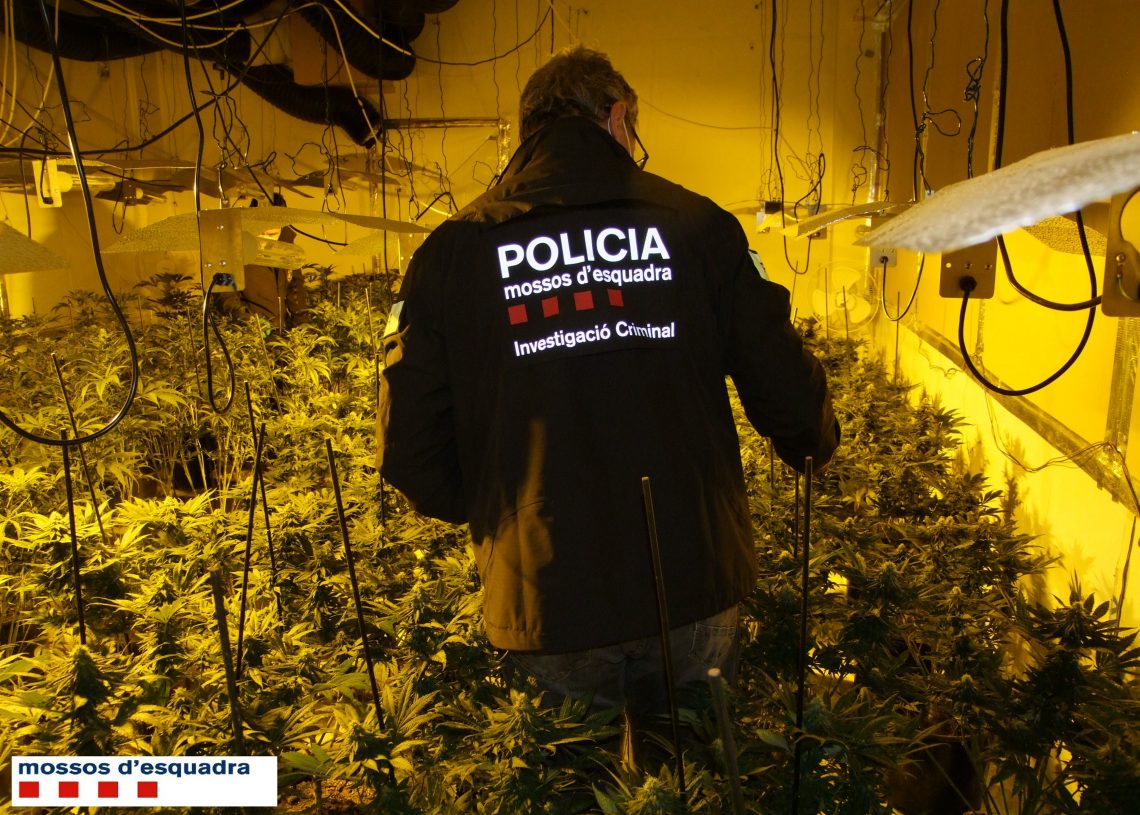 Quatre detinguts per una plantació de marihuana a Horta de Sant Joan