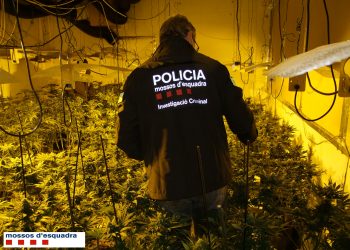Quatre detinguts per una plantació de marihuana a Horta de Sant Joan