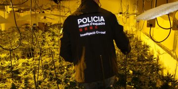 Quatre detinguts per una plantació de marihuana a Horta de Sant Joan