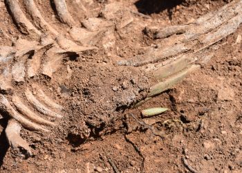 El Govern obre una fossa de la Guerra Civil a Benifallet, amb les restes d’un possible biberó