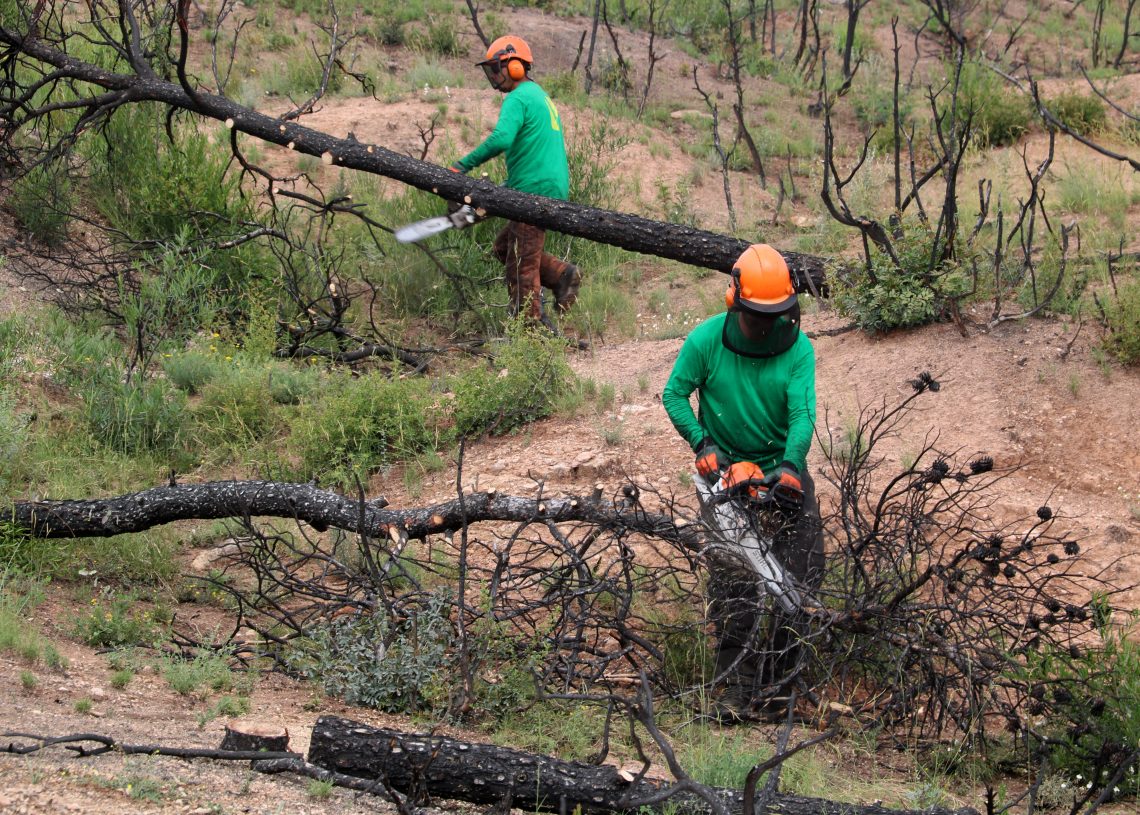 La reforestació de boscos de l’incendi de la Ribera d’Ebre redueix el risc d’erosió en un any molt plujós