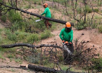 La reforestació de boscos de l’incendi de la Ribera d’Ebre redueix el risc d’erosió en un any molt plujós