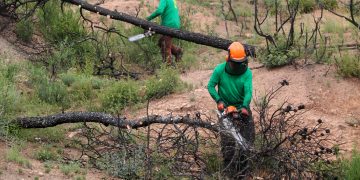 La reforestació de boscos de l’incendi de la Ribera d’Ebre redueix el risc d’erosió en un any molt plujós