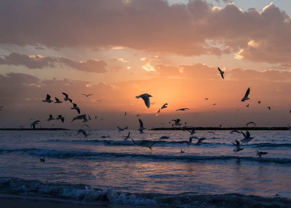 ‘La Mediterrània assassinada’, per Rosa Mas