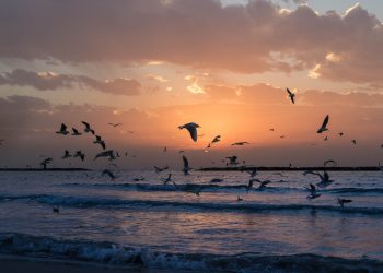 ‘La Mediterrània assassinada’, per Rosa Mas