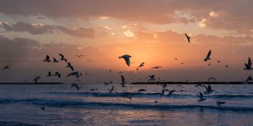 ‘La Mediterrània assassinada’, per Rosa Mas