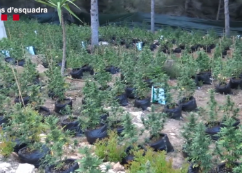 Desmantellades dues macroplantacions de marihuana al Perelló i Alcanar amb més de 12.000 plantes