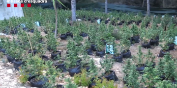 Desmantellades dues macroplantacions de marihuana al Perelló i Alcanar amb més de 12.000 plantes