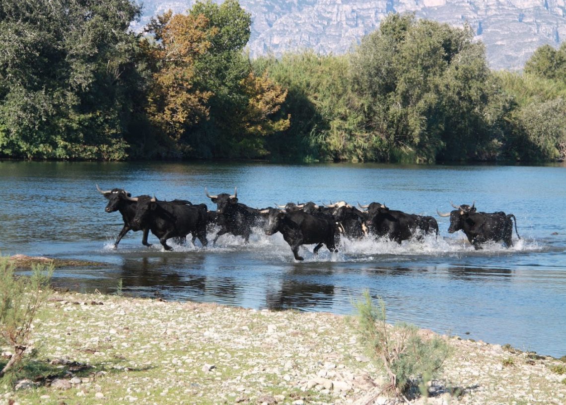 ‘Per una agència de la natura  per al món rural i des del món rural’, per Eva Amposta i Jordi Jordan