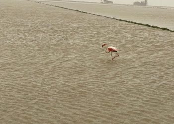 D.O. Aquesta Nostra Petita Terra