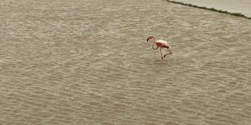 D.O. Aquesta Nostra Petita Terra