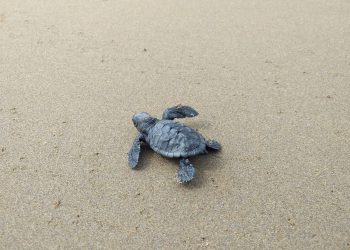 [#Vídeo] Així naixen les tortugues careta a la barra del Trabucador