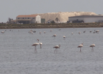 Perillen els flamencs del Delta si tanquen les salines de la Trinitat?