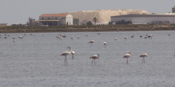 Perillen els flamencs del Delta si tanquen les salines de la Trinitat?