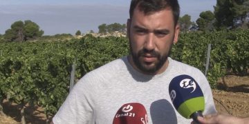 UP demana que el preu del raïm a la Terra Alta siga superior als 0,40 euros per quilo