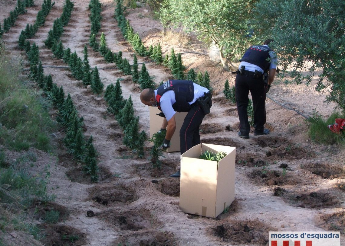 Els Mossos desmantellen una plantació de 1.800 plantes de marihuana a Flix